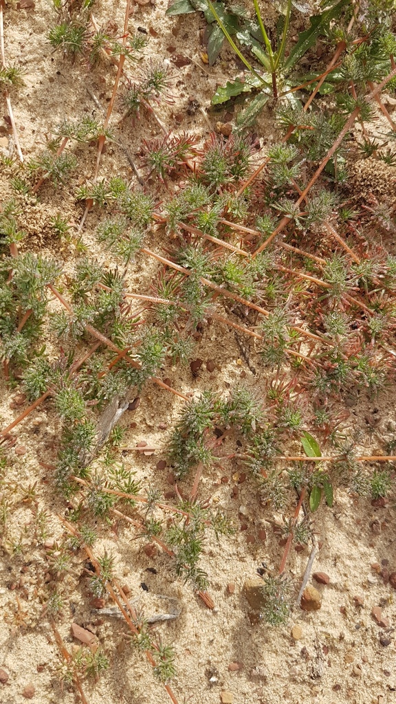 Common Annual Muggiegrass from Blaauwberg Nature Reserve, Cape Town ...