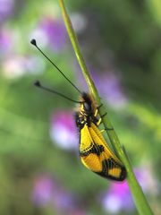 Libelloides macaronius