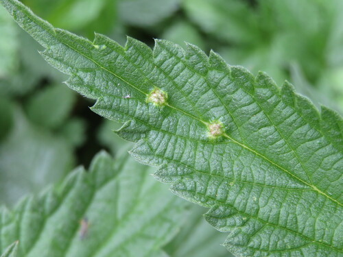 Nettle Pouch Gall Midge, Segbroek, Den Haag, Nederland, photo 5 of 10