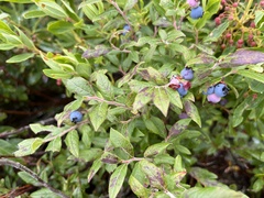 Vaccinium myrtilloides image