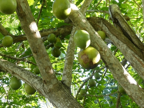 Calabash Tree