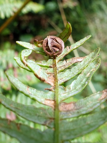 Chirosia grossicauda