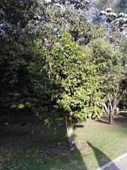 Calatola costaricensis