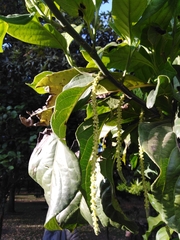 Calatola costaricensis