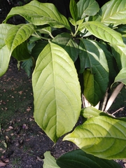 Calatola costaricensis