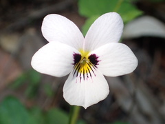 Viola ocellata