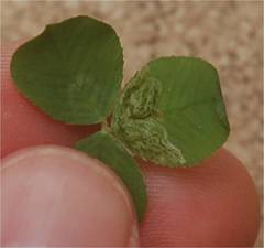 Liriomyza fricki