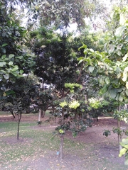 Podocarpus oleifolius