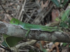 Enyaliinae