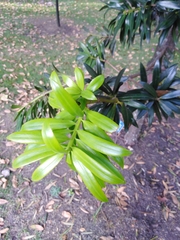 Podocarpus oleifolius