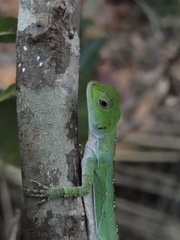 Enyaliinae