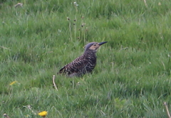 Colaptes pitius