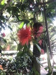 Calliandra trinervia