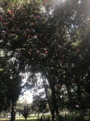 Calliandra trinervia