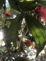 Calliandra trinervia