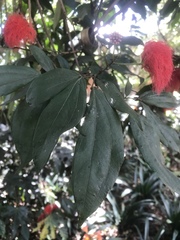 Calliandra trinervia