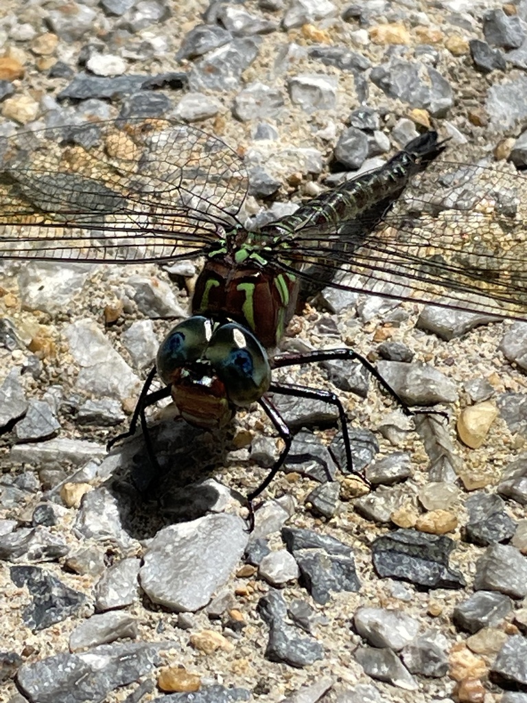 Swamp Darner in August 2023 by pumpkins33d · iNaturalist