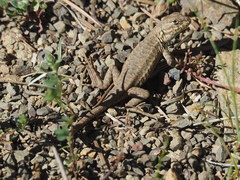 Sceloporus graciosus gracilis