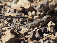 Sceloporus graciosus gracilis