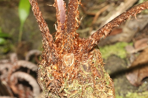 Athyrium microphyllum