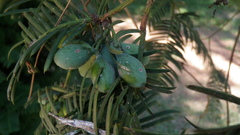Cephalotaxus