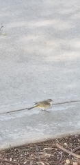 Setophaga palmarum palmarum