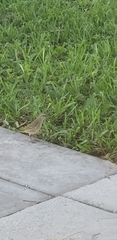 Setophaga palmarum palmarum