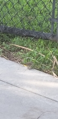 Setophaga palmarum palmarum