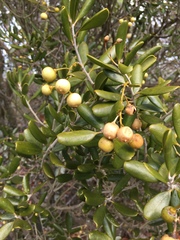 Jacquinia keyensis