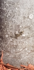 Anolis sagrei
