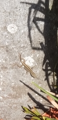 Anolis sagrei
