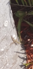 Anolis sagrei