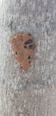 Insecta