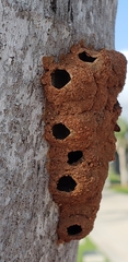Insecta