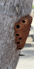 Insecta