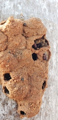 Insecta