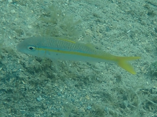 Photo of Yellow Goatfish (Mulloidichthys martinicus)