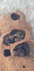 Insecta