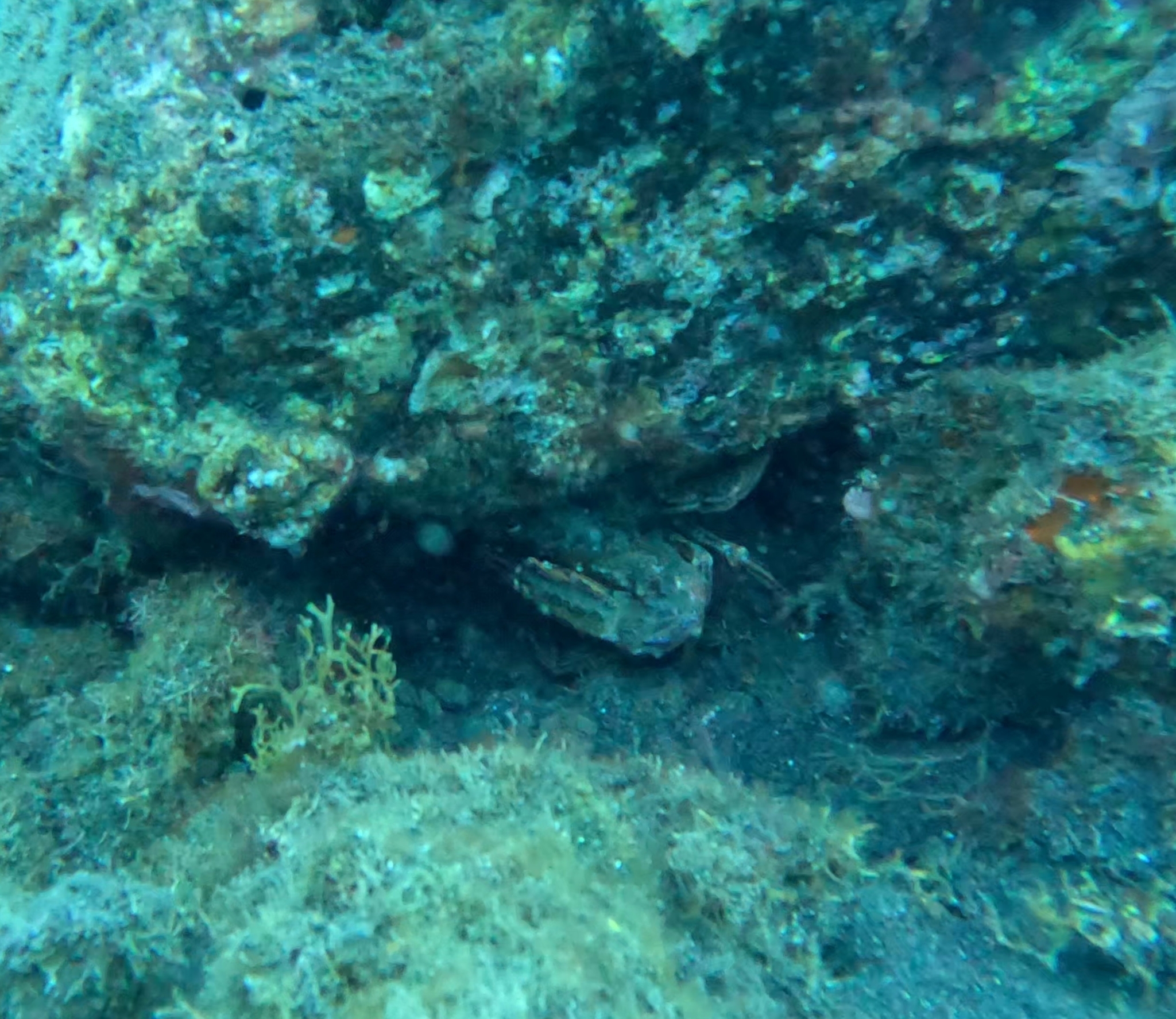 Jaiba pecosa