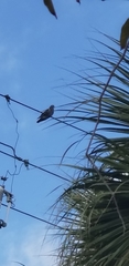 Columba livia domestica