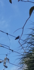 Columba livia domestica
