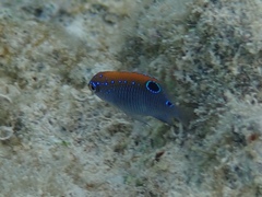 Stegastes adustus