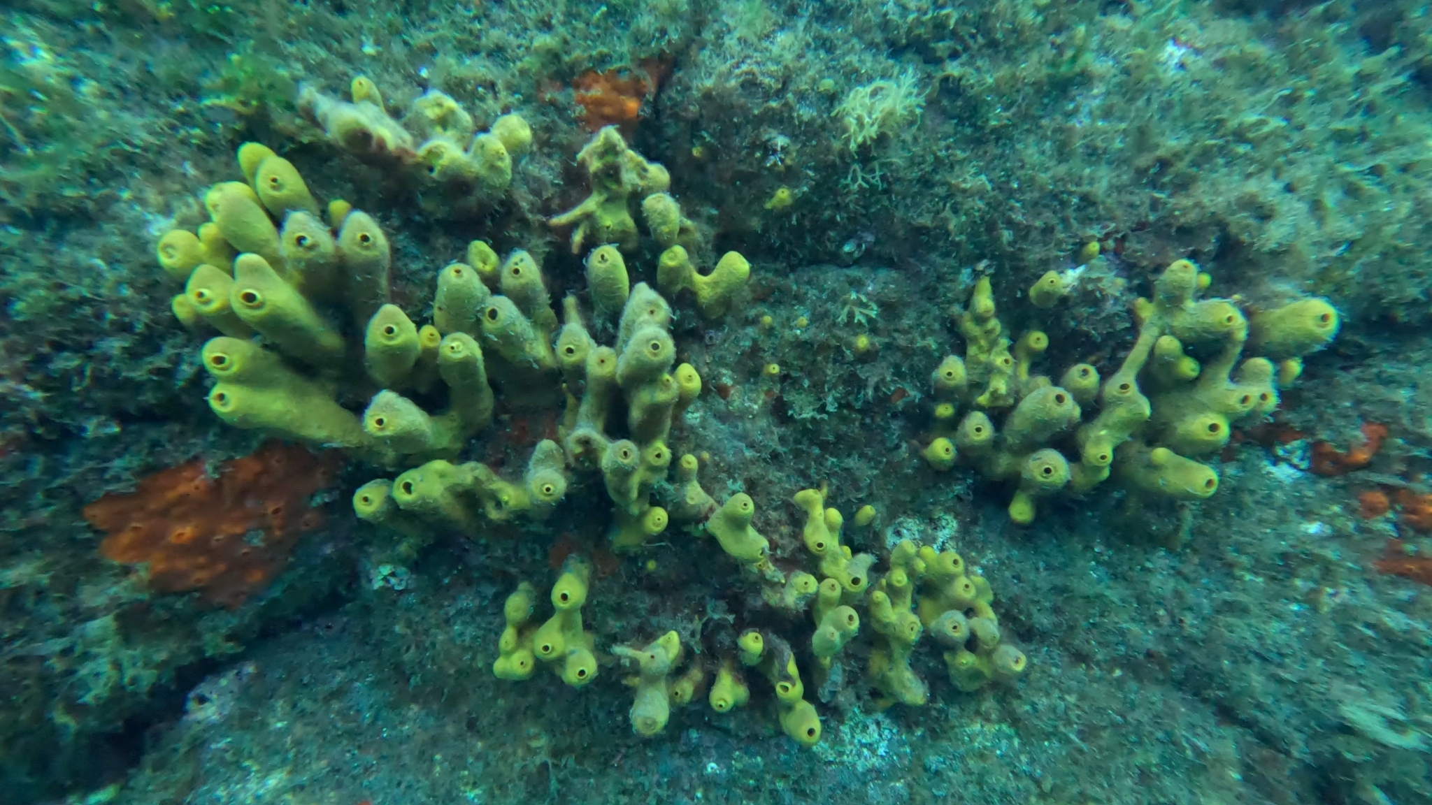 Esponja de tubo amarilla