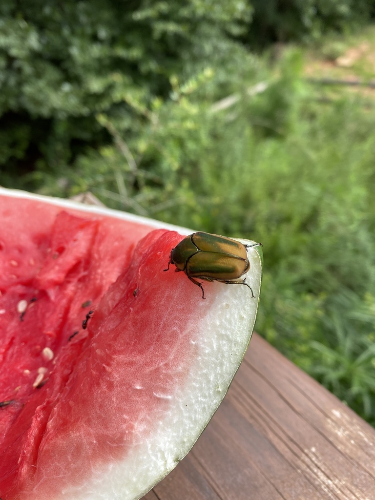 common-green-june-beetle-from-jones-peak-dr-simpsonville-sc-us-on
