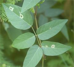 Anarsioses aberrans