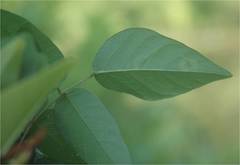 Anarsioses aberrans