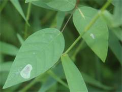 Anarsioses aberrans