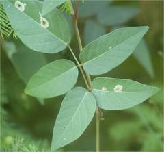 Anarsioses aberrans