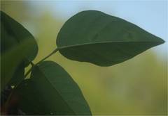 Anarsioses aberrans
