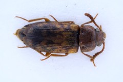 Mycetophagus multipunctatus